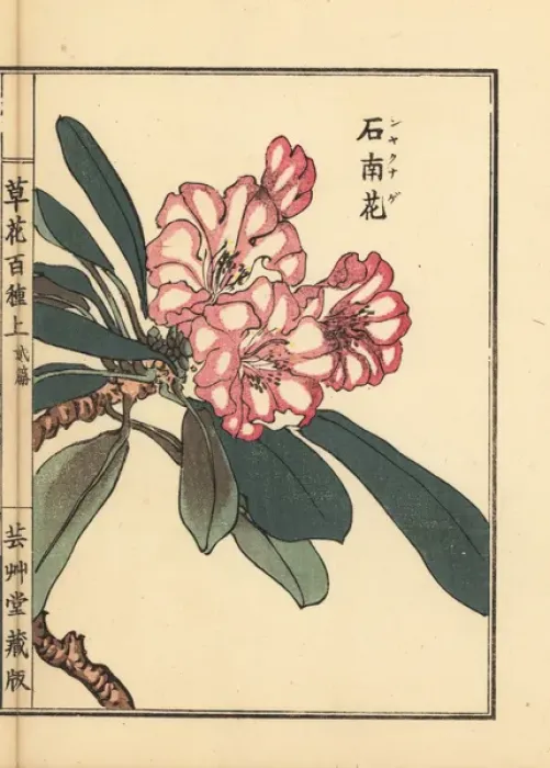 Framed Print : Shakunage or Japanese Rhododendron species Framed Print : Shakunage or Japanese Rhododendron species