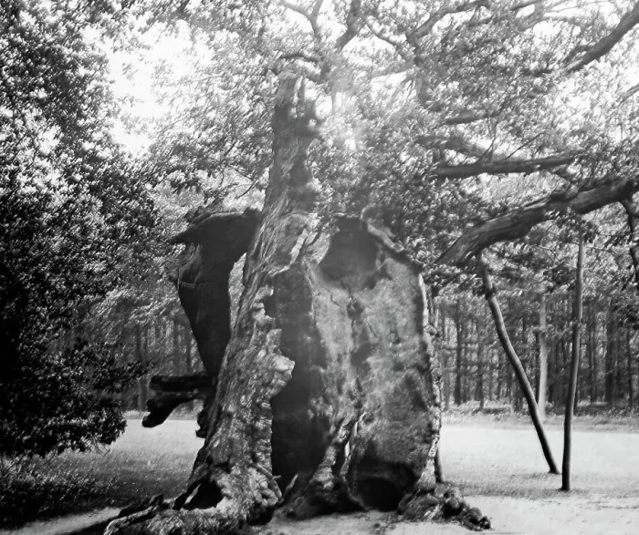 Framed Print : The Shambles Oak, Sherwood Forest Framed Print : The Shambles Oak, Sherwood Forest