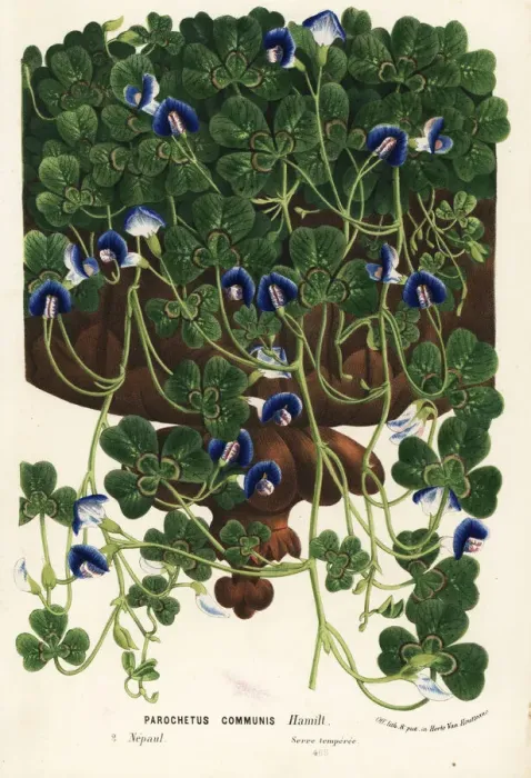 Framed Print : Shamrock pea or blue oxalis, Parochetus communis Framed Print : Shamrock pea or blue oxalis, Parochetus communis