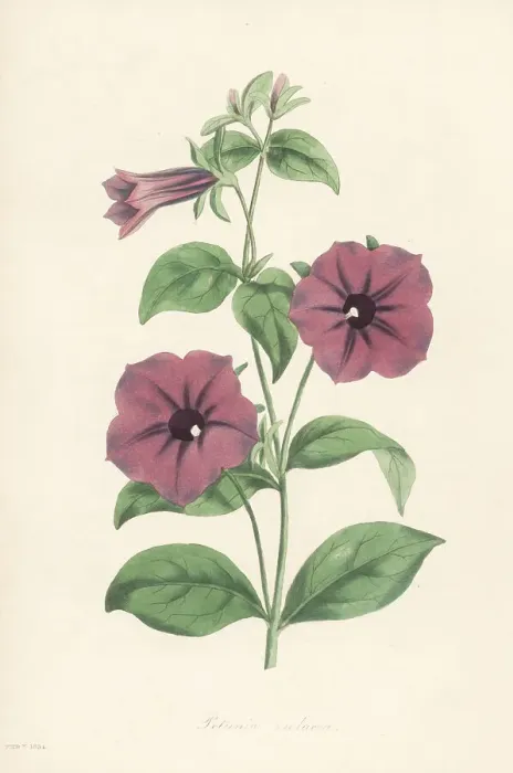 Framed Print : Shanin, Petunia integrifolia Framed Print : Shanin, Petunia integrifolia