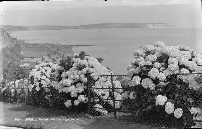 Framed Print : Shanklin Hydrangeas by the Sea