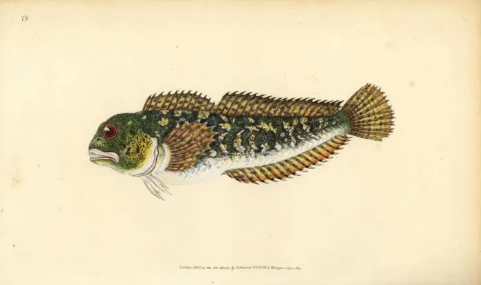 Framed Print : Shanny, Lipophrys pholis Framed Print : Shanny, Lipophrys pholis