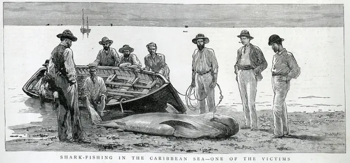 Framed Print : Shark Fishing in the Caribbean Framed Print : Shark Fishing in the Caribbean