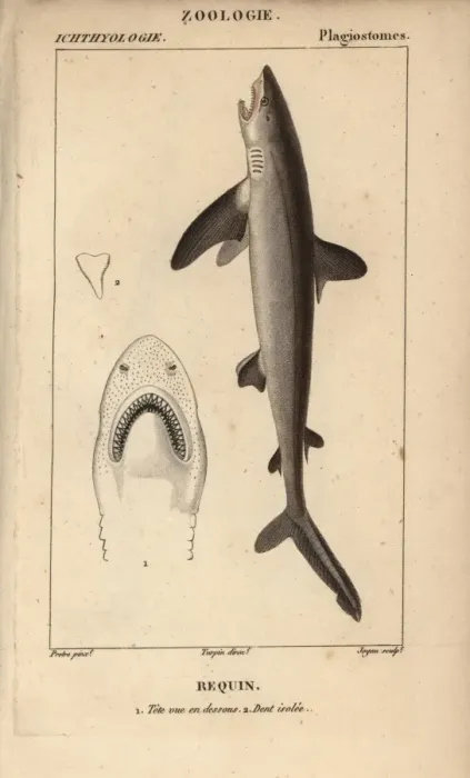 Framed Print : Shark, Selachimorpha Framed Print : Shark, Selachimorpha