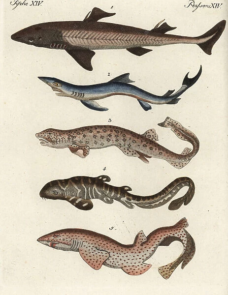 Shark species
