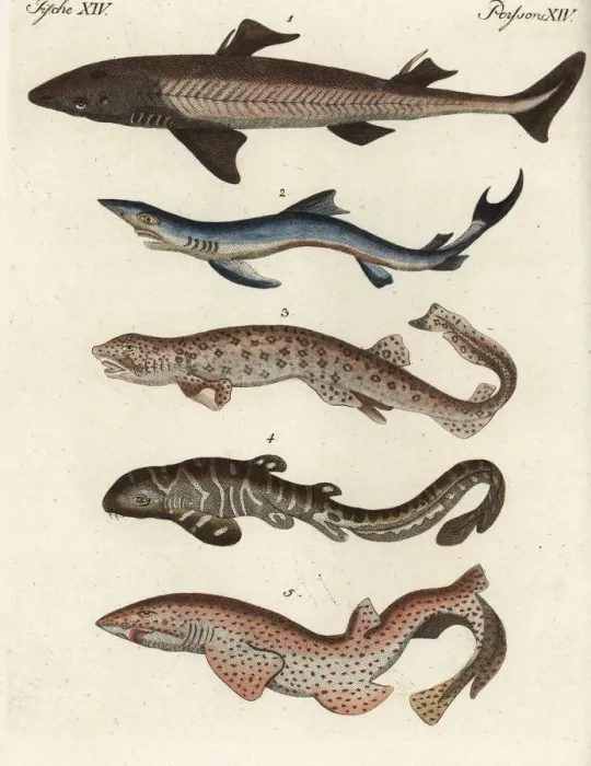 Framed Print : Shark species Framed Print : Shark species