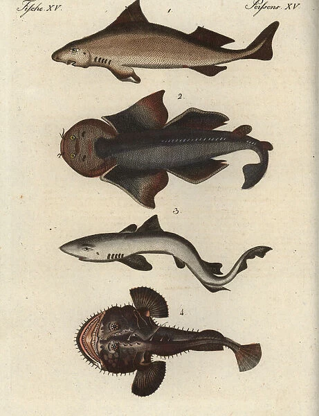 Shark species and angler fish