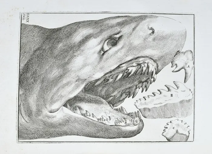 Framed Print : Shark's head and teeth Framed Print : Shark's head and teeth