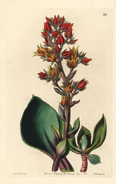 Sharp-leaved echeveria, Echeveria acutifolia