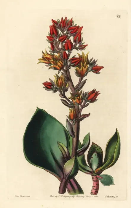 Framed Print : Sharp-leaved echeveria, Echeveria acutifolia Framed Print : Sharp-leaved echeveria, Echeveria acutifolia