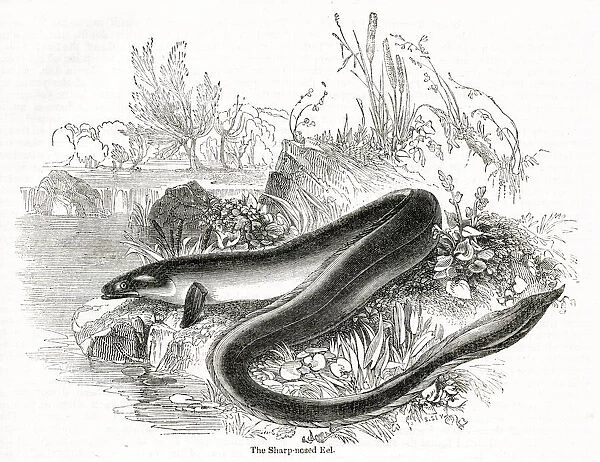 Sharp-nosed eel, Anguilla anguilla