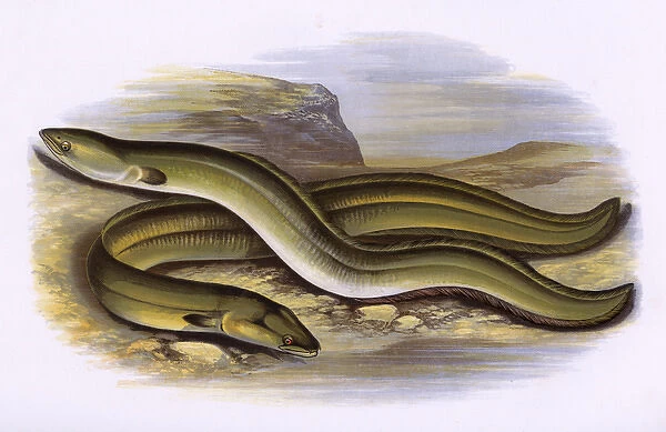 Sharp-Nosed Eel and Broad-Nosed Eel