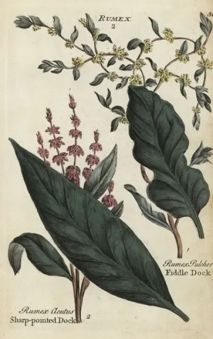 Framed Print : Sharp pointed dock, Rumex acutus, and fiddle Framed Print : Sharp pointed dock, Rumex acutus, and fiddle