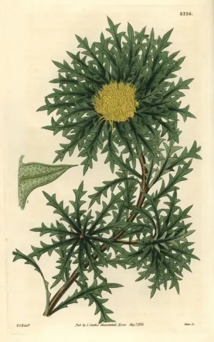 Framed Print : Sharp-pointed or prickly dryandra, Banksia armata Framed Print : Sharp-pointed or prickly dryandra, Banksia armata