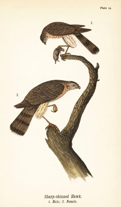 Framed Print : Sharp-shinned hawk, Accipiter striatus