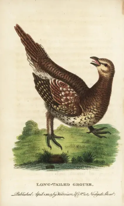 Framed Print : Sharp-tailed grouse, Tympanuchus phasianellus Framed Print : Sharp-tailed grouse, Tympanuchus phasianellus