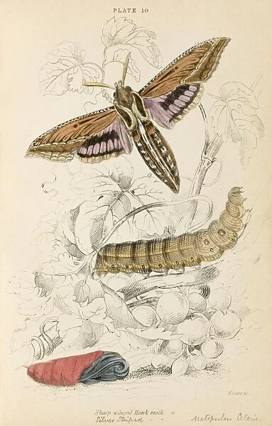 Sharp-Winged Hawk Moth