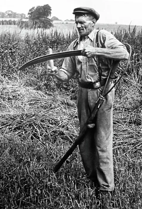 Framed Print : Sharpening his scythe, early 1900s