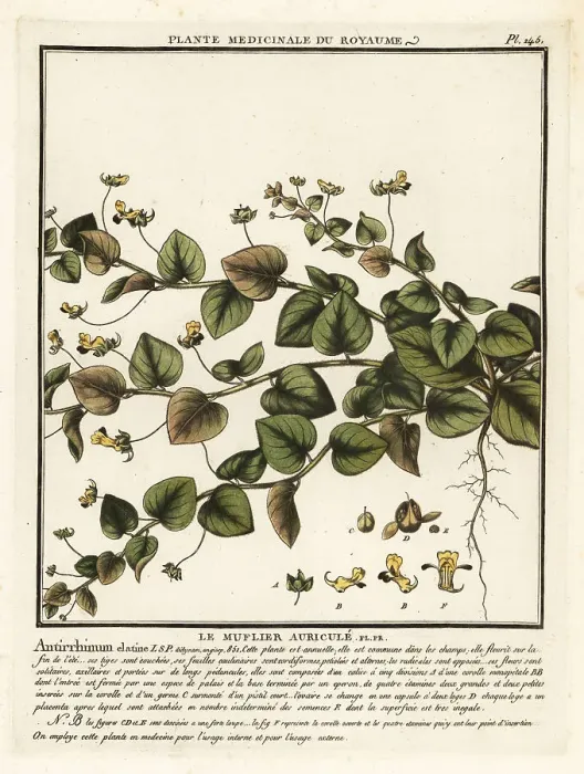 Framed Print : Sharpleaf cancerwort, Kickxia elatine Framed Print : Sharpleaf cancerwort, Kickxia elatine