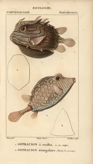 Framed Print : Shaw's cowfish, Arcana aurita, and triangular Framed Print : Shaw's cowfish, Arcana aurita, and triangular