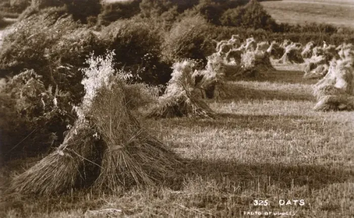 Framed Print : Sheafs of oats after harvest Framed Print : Sheafs of oats after harvest