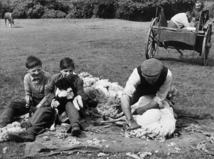 Framed Print : Shearing, Monmouthshire Framed Print : Shearing, Monmouthshire