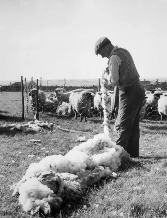 Framed Print : Shearing, Northants Framed Print : Shearing, Northants