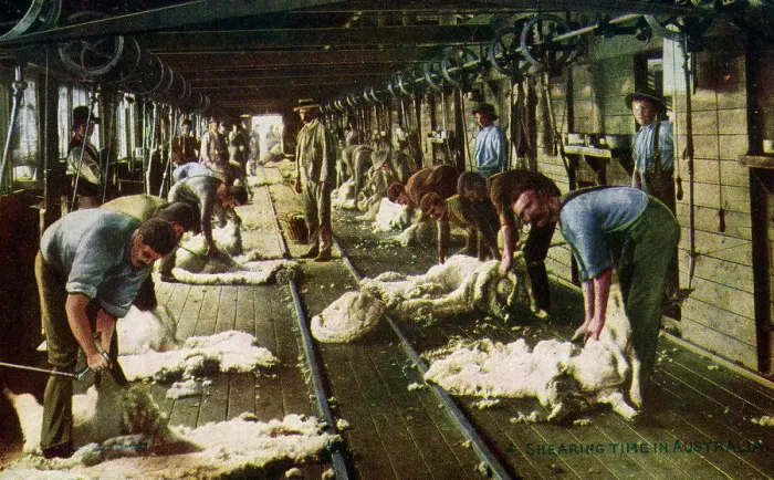 Framed Print : Shearing Sheep in Australia Framed Print : Shearing Sheep in Australia