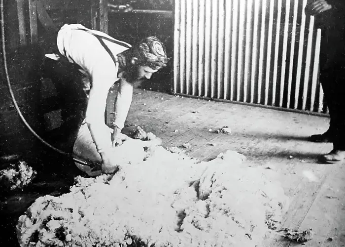 Framed Print : Shearing a sheep, Sheep Station, Australia, Victorian period Framed Print : Shearing a sheep, Sheep Station, Australia, Victorian period