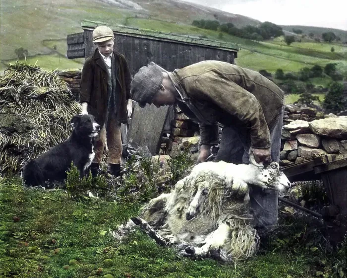 Framed Print : Shearing sheep in Swaledale in the 1940s Framed Print : Shearing sheep in Swaledale in the 1940s