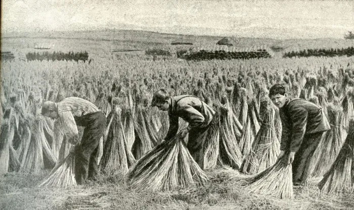 Framed Print : Sheaves of flax drying in a field, Belgium Framed Print : Sheaves of flax drying in a field, Belgium