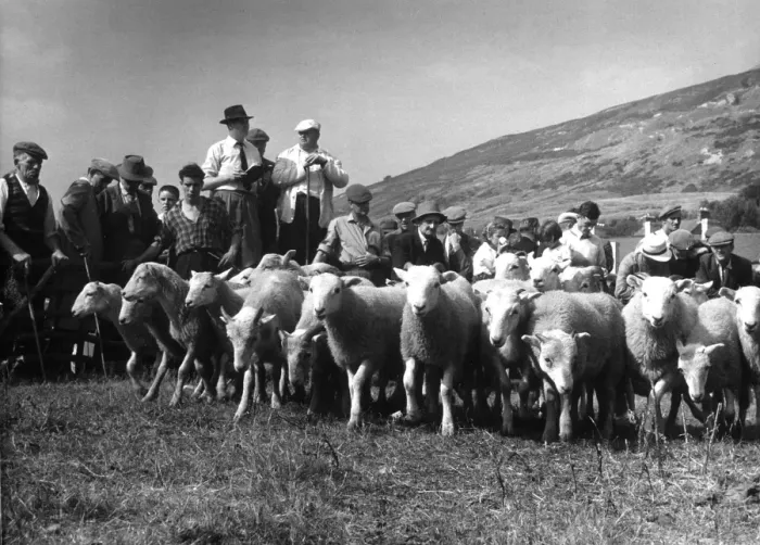 Framed Print : Sheep Auction, Lakes 2 Framed Print : Sheep Auction, Lakes 2