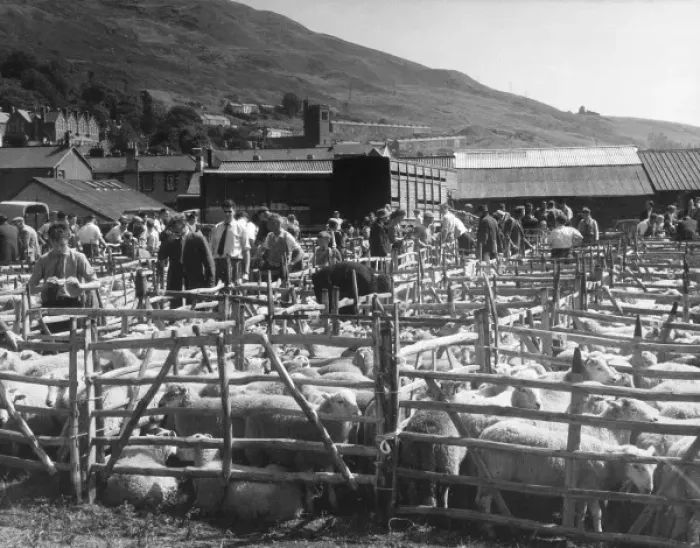 Framed Print : Sheep Auction, Lakes Framed Print : Sheep Auction, Lakes