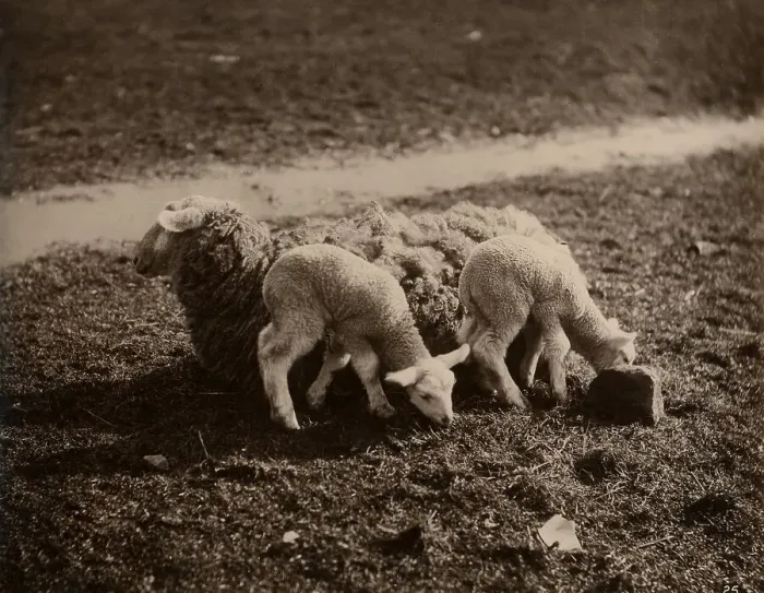 Framed Print : Sheep with baby lambs Framed Print : Sheep with baby lambs