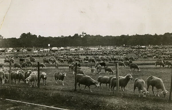 Sheep in Bagatelle Park, Paris, WW1
