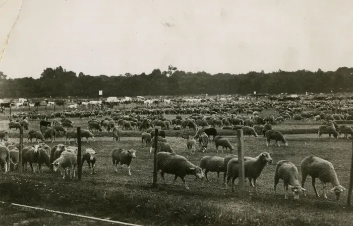 Framed Print : Sheep in Bagatelle Park, Paris, WW1 Framed Print : Sheep in Bagatelle Park, Paris, WW1