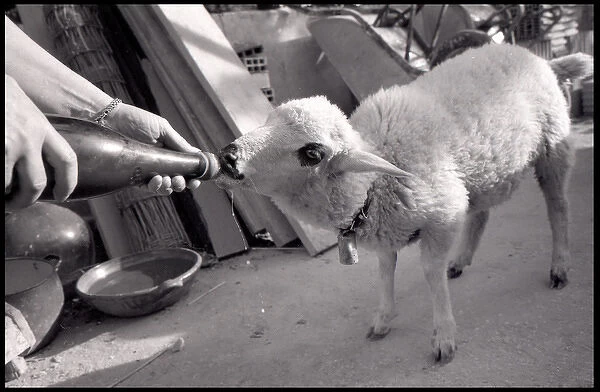 Sheep being bottle fed