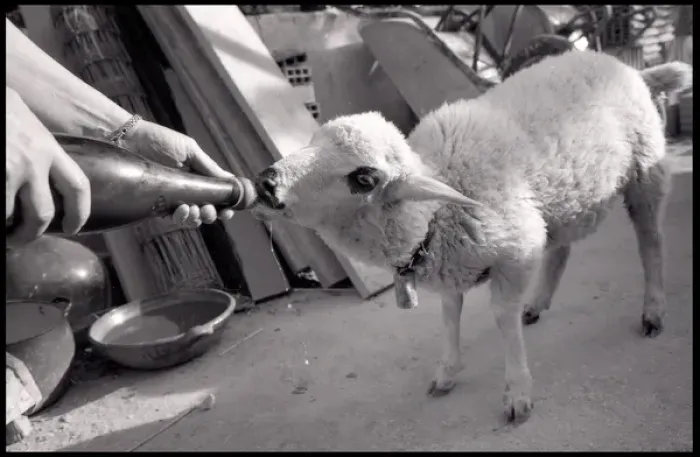 Framed Print : Sheep being bottle fed Framed Print : Sheep being bottle fed