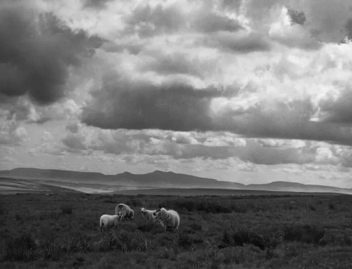 Framed Print : Sheep & Brecon Beacons