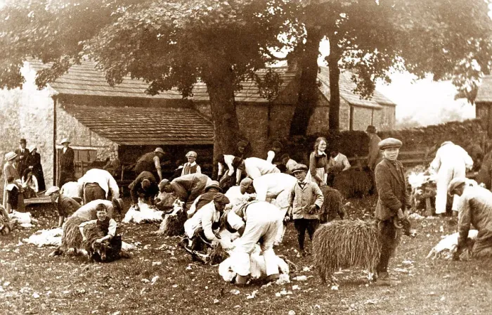 Framed Print : Sheep Clipping, Stanhope