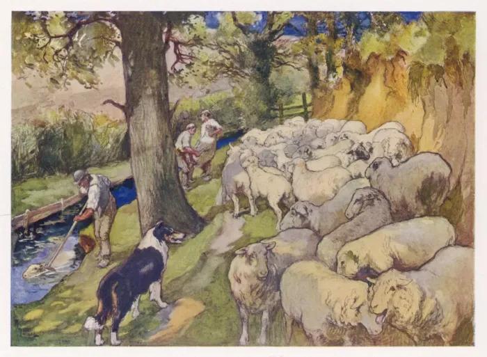 Framed Print : SHEEP DIPPING 1916 Framed Print : SHEEP DIPPING 1916