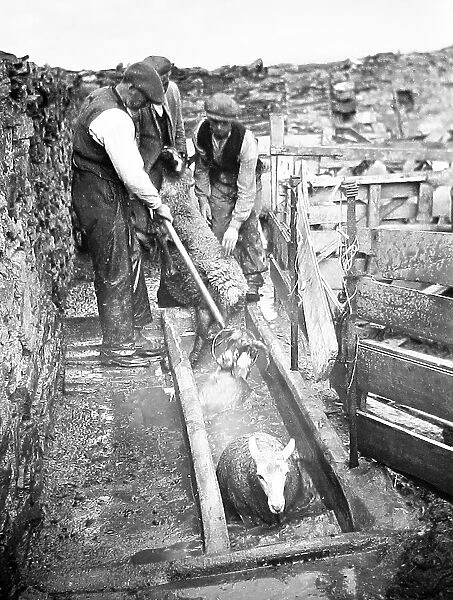 Sheep dipping early 1900s