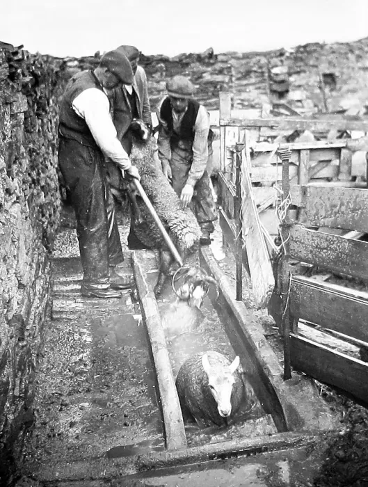 Framed Print : Sheep dipping early 1900s Framed Print : Sheep dipping early 1900s