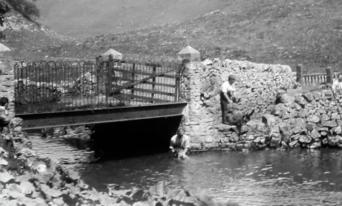 Framed Print : Sheep dipping in a river, early 1900s Framed Print : Sheep dipping in a river, early 1900s
