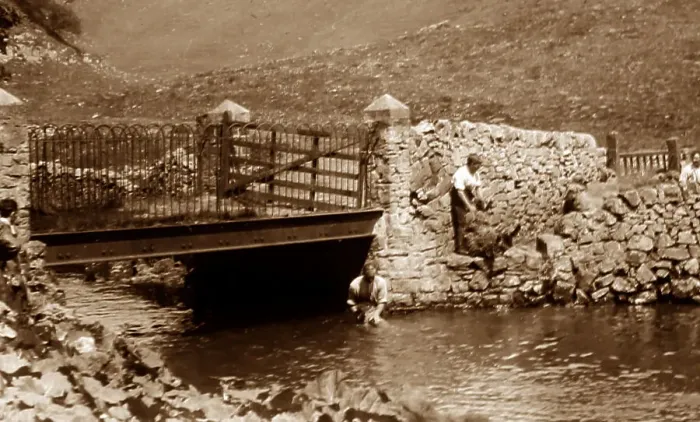 Framed Print : Sheep dipping in a river, early 1900s Framed Print : Sheep dipping in a river, early 1900s