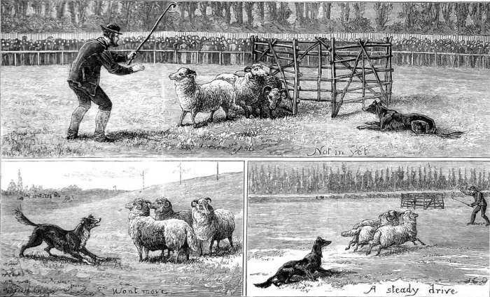 Framed Print : Sheep Dog Trials at Alexandra Palace, 1882 Framed Print : Sheep Dog Trials at Alexandra Palace, 1882