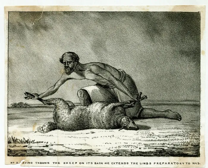 Framed Print : The Sheep-Eater of Hindustan Framed Print : The Sheep-Eater of Hindustan