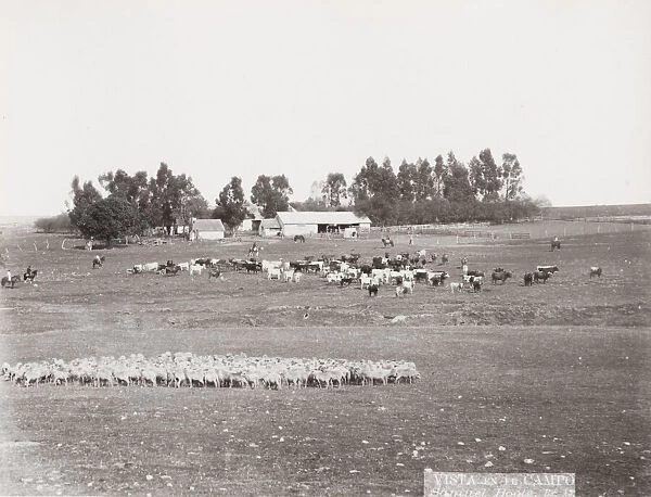 Sheep farm, Argentina