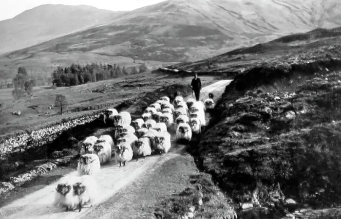 Framed Print : Sheep farmer. Glen Buckie near Stirling, Scotland Framed Print : Sheep farmer. Glen Buckie near Stirling, Scotland