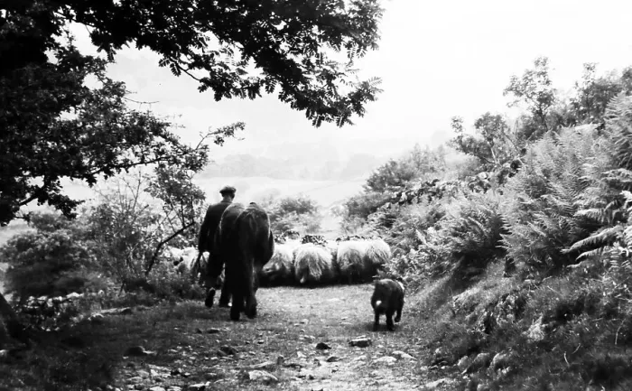 Framed Print : Sheep farmer in Swaledale in the 1940s Framed Print : Sheep farmer in Swaledale in the 1940s